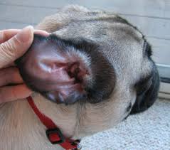 pobrane